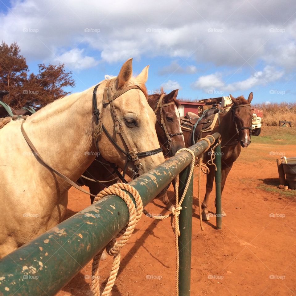 Ready to ride
