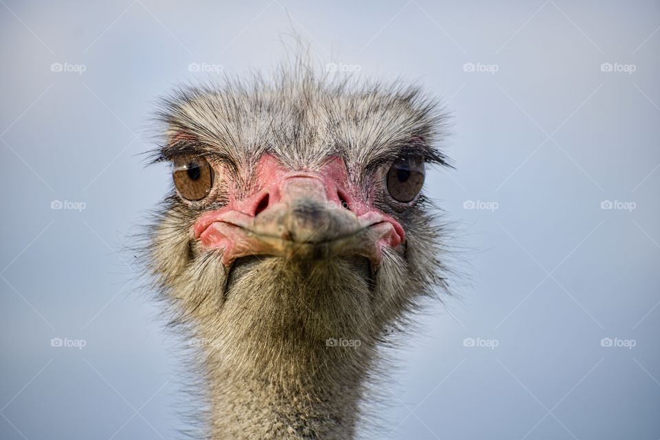 OSTRICH 