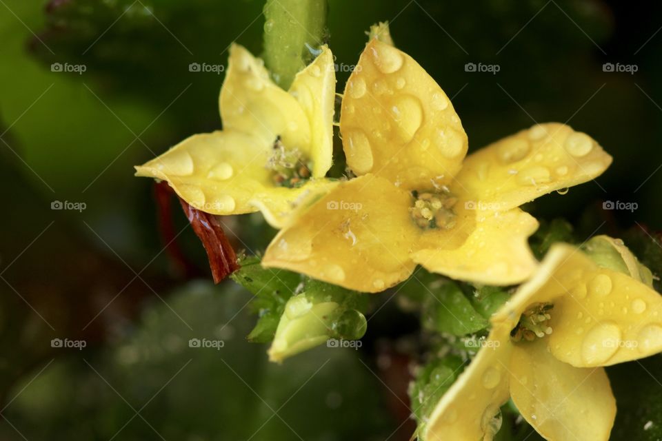 Yellow flower with raindrop