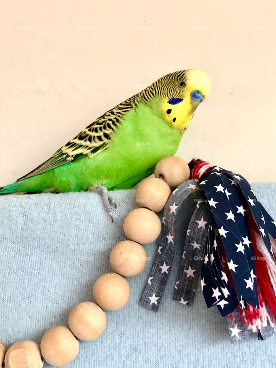 Pretty birdie Kiwi / little boy Parrot 🦜