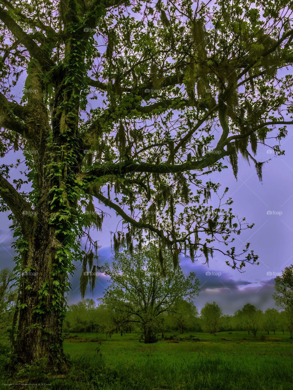 Spanish moss hanging on tree branches