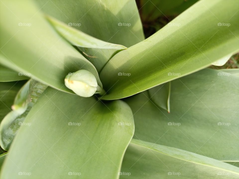 The beauty in nature