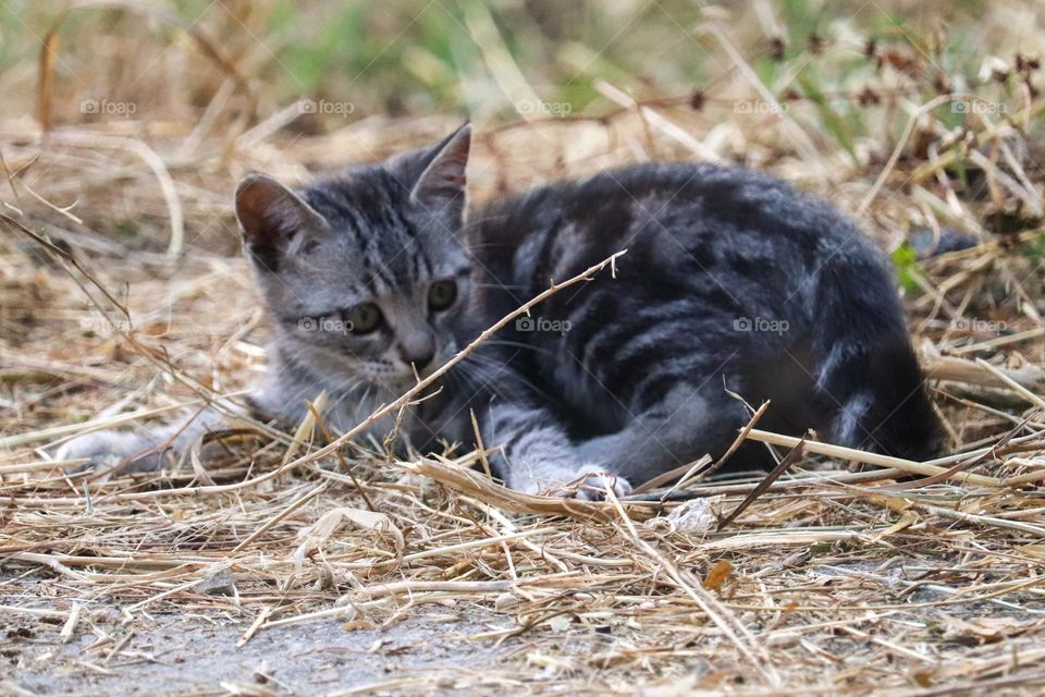 Black and gravy kitty