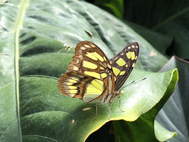 Beautiful green & brown butterfly resting on a large green leaf
