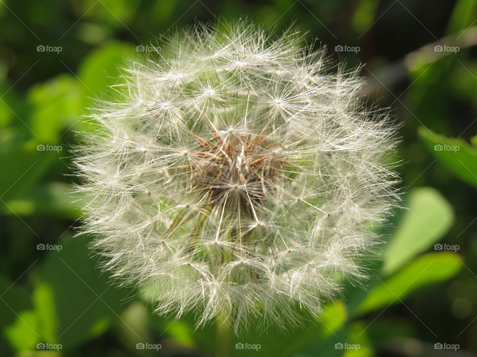 dandelion