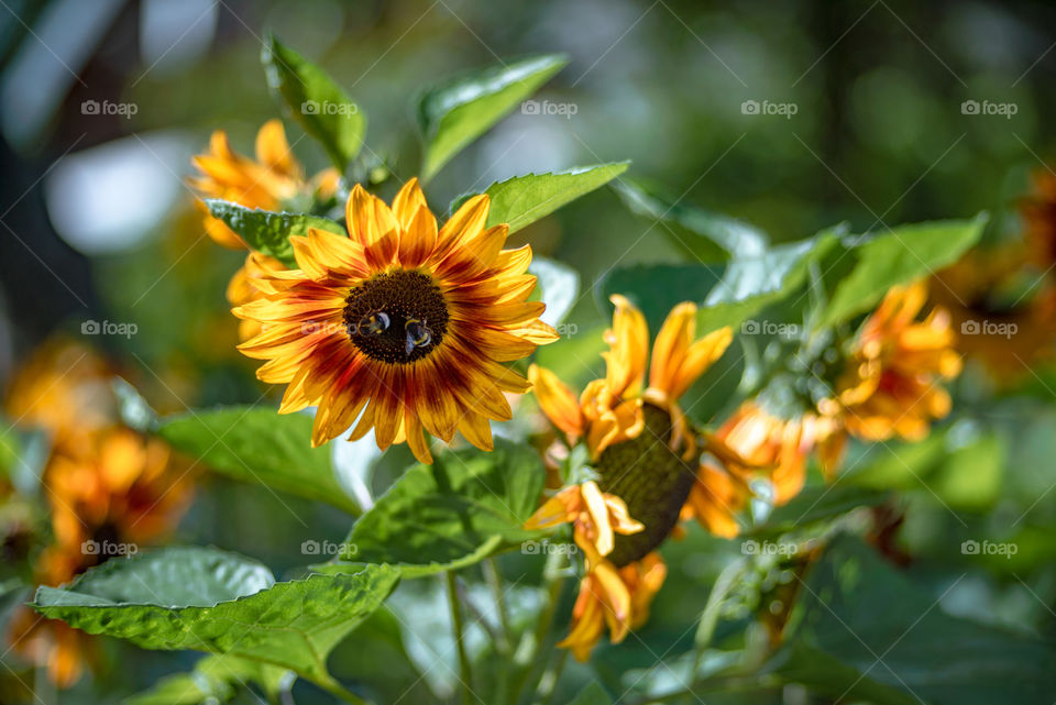 sunflowers bees and bumblebees