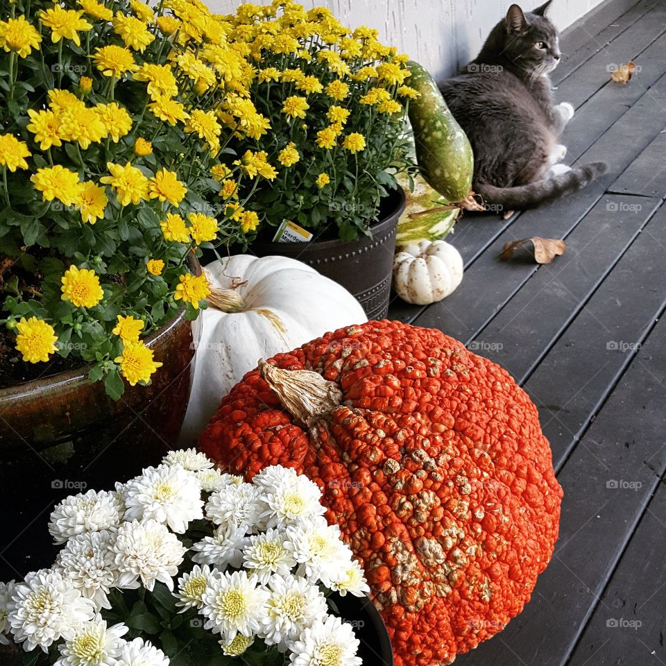 fall flowers pumpkins and