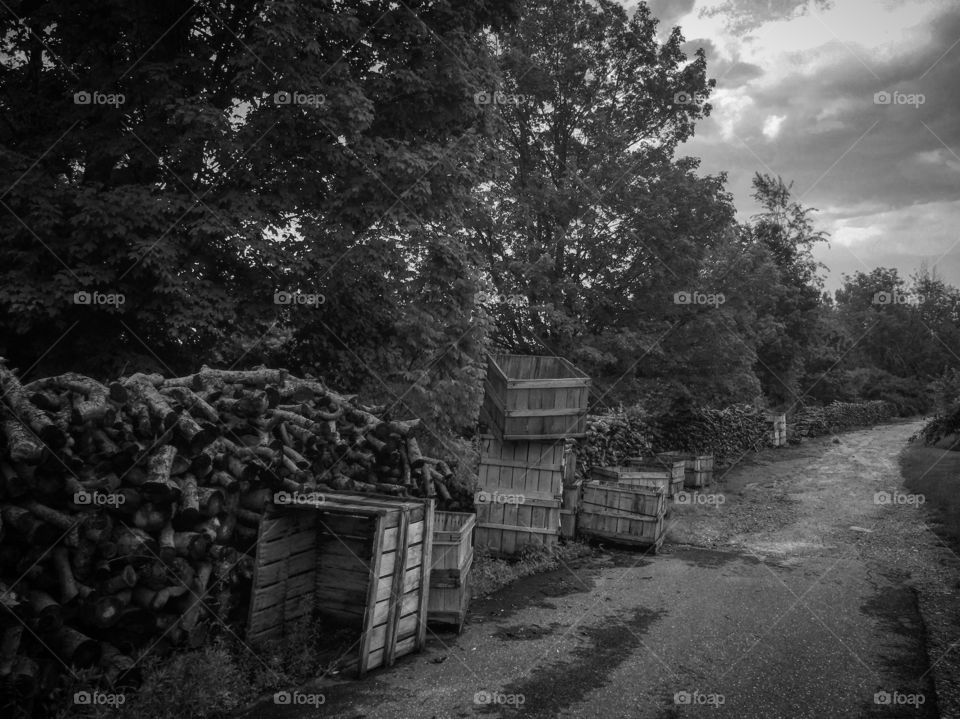 Black and white photo Apple Farm