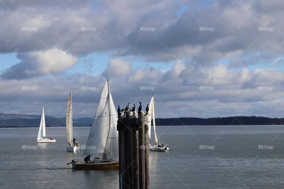 Cormorants gathered on a vertical logs watching boats sailing around 