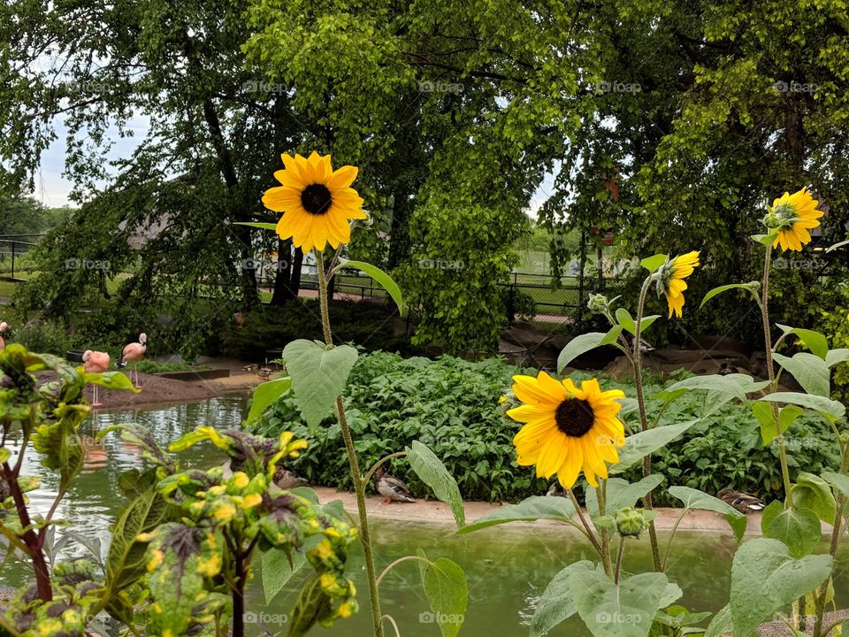 Sunflowers