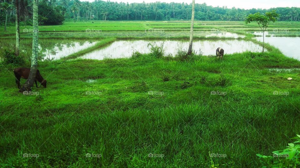 Beautiful village beauty that evokes nostalgia