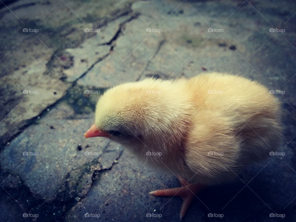 Chicks 2