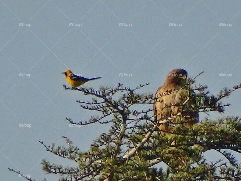 Hooded Oriole and Red Tailed Hawk hanging out