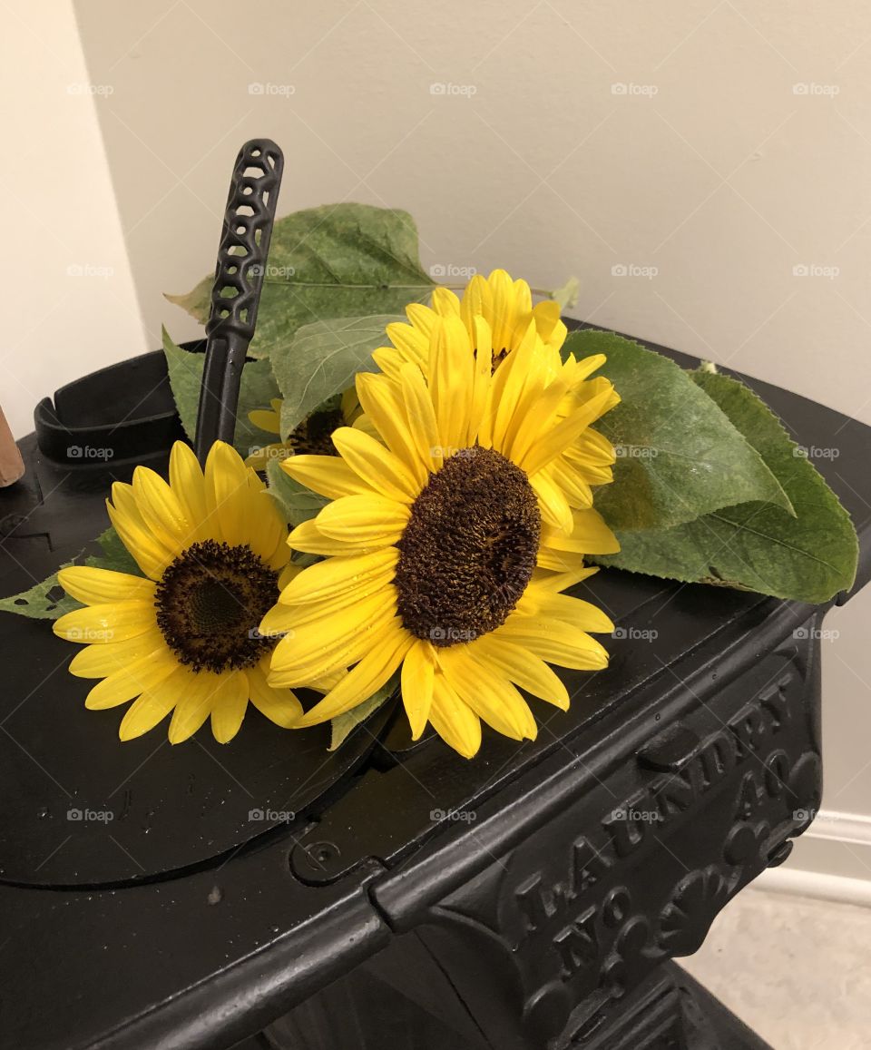 Sunflowers on antique potbelly stove 