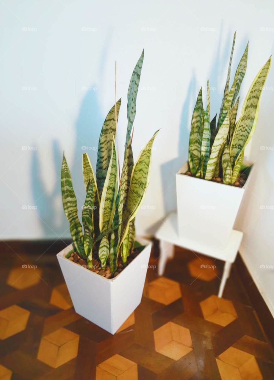 snakeplants in white