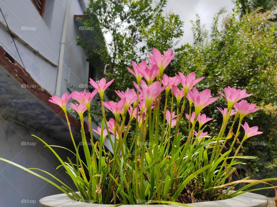 Lilly flowers at home