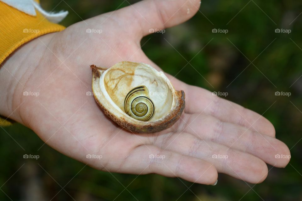 Nature, Garden, Food, Closeup, Flora