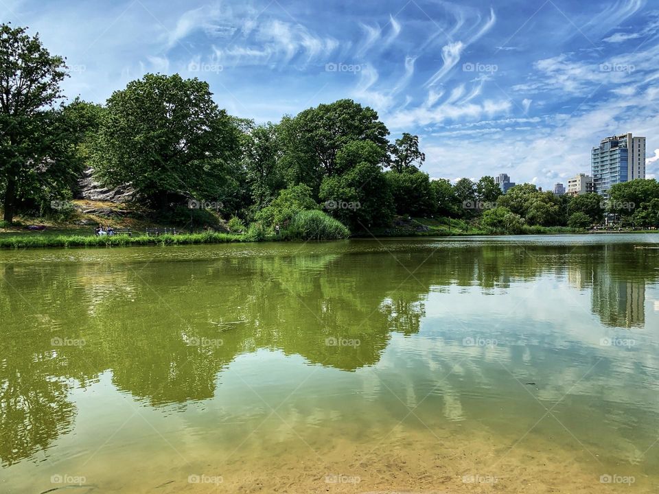 Reflection of the trees 