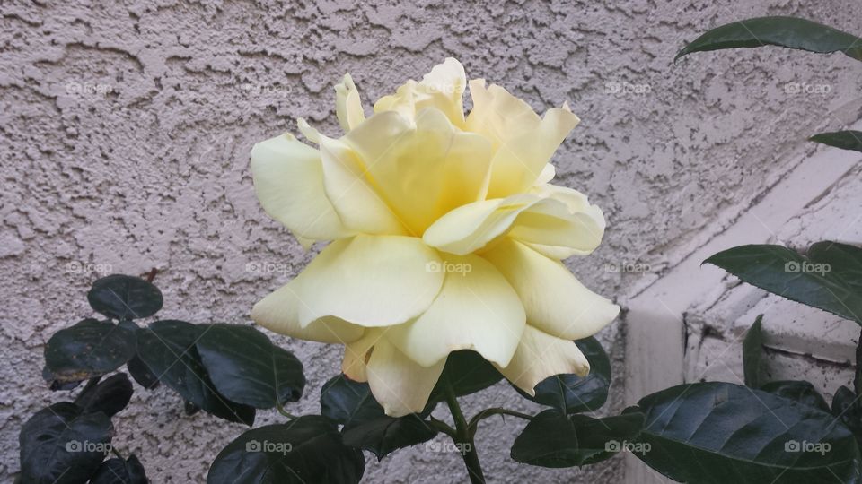 Flower, No Person, Leaf, Nature, Flora