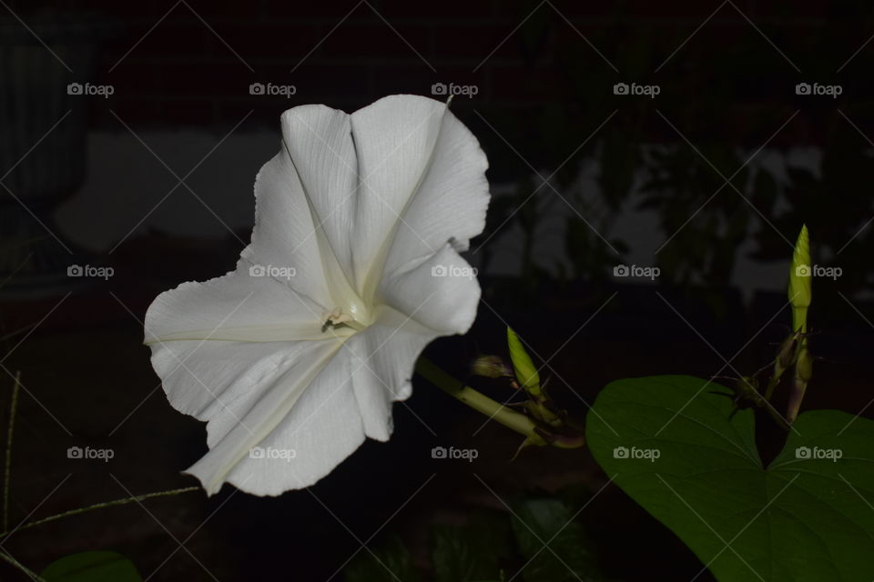 A moonflowers captured in the night