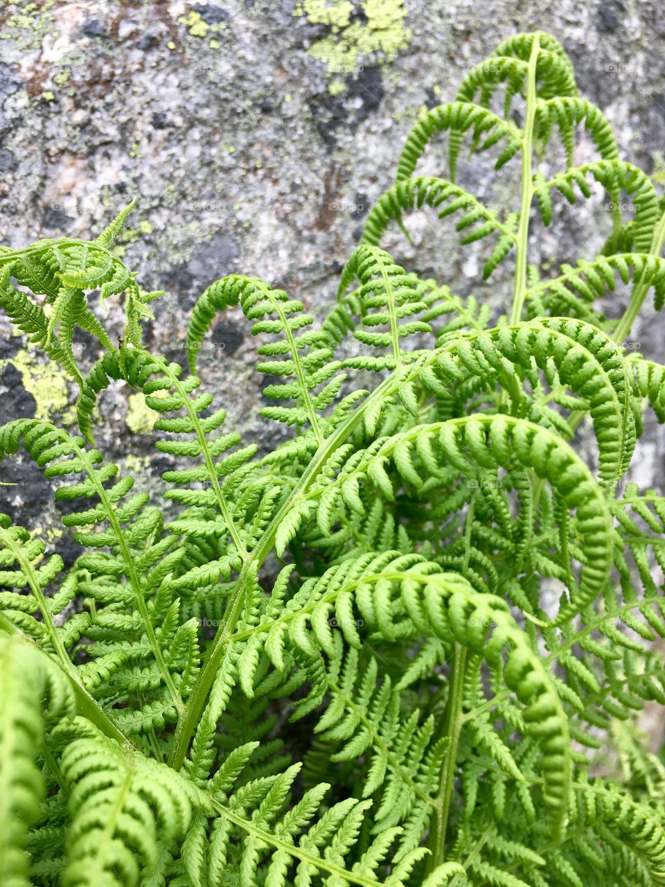 Close up fern