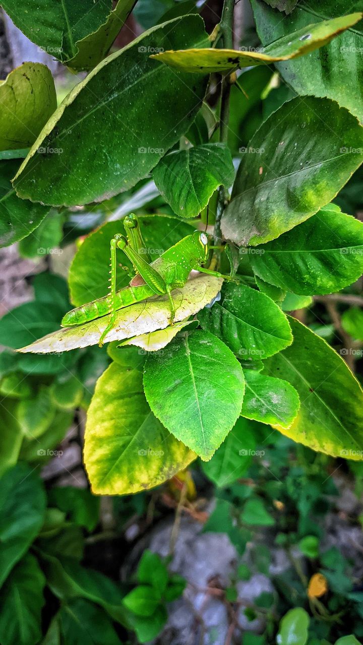 grasshopper perched on a green leaf