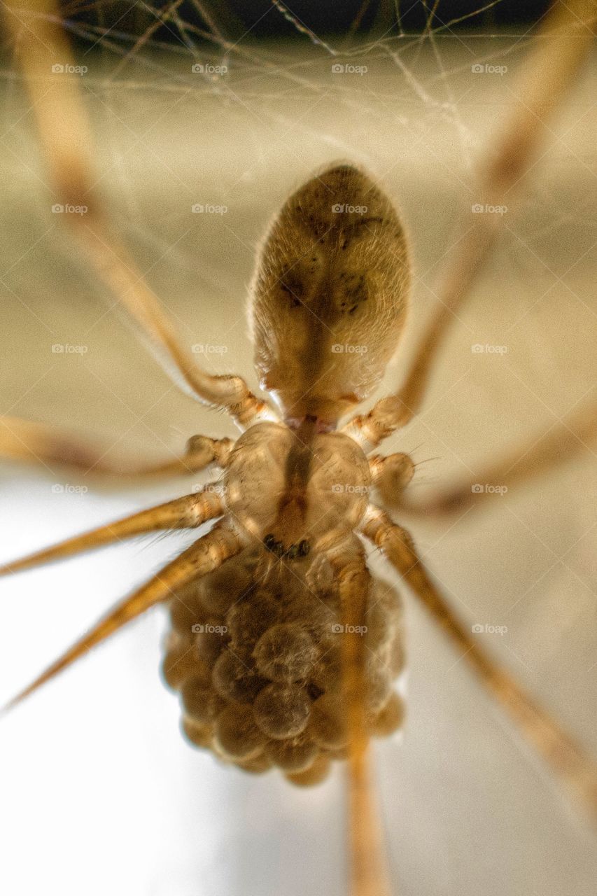 Brown spider with furry back, black markings, eight legs and carrying a webbed ball of eggs.  Spider is translucent as well. 