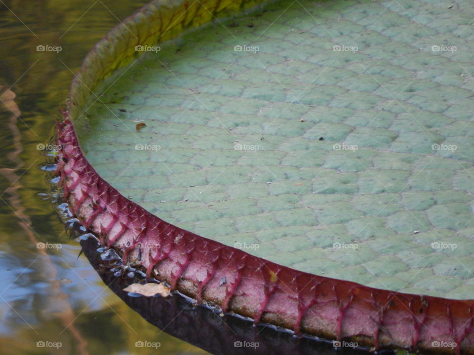 Vitoria Regia. Aquatic vegetation on the lake 