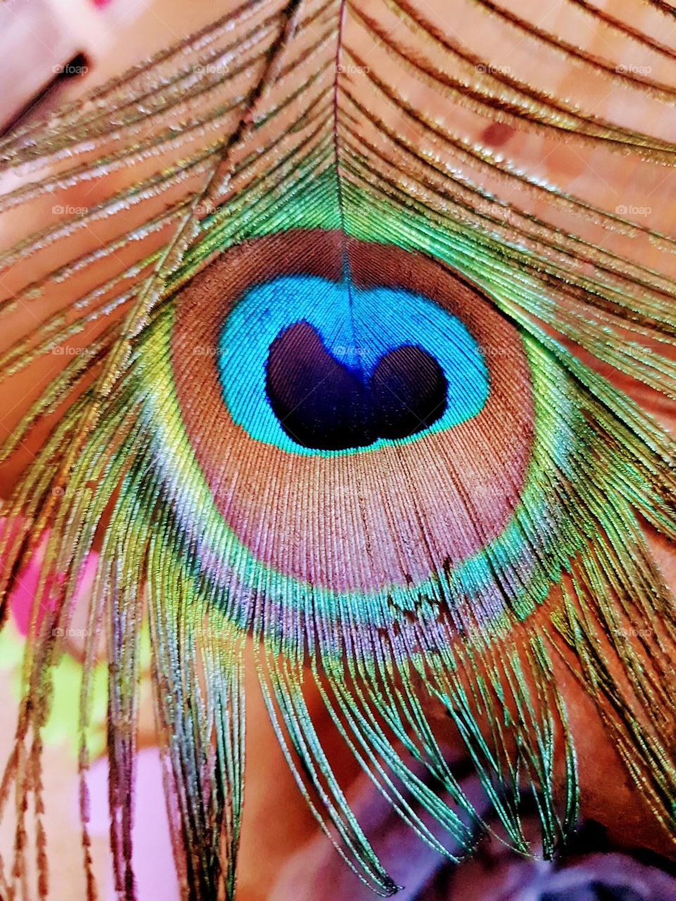 Beautiful, colourful and bright peacock feather