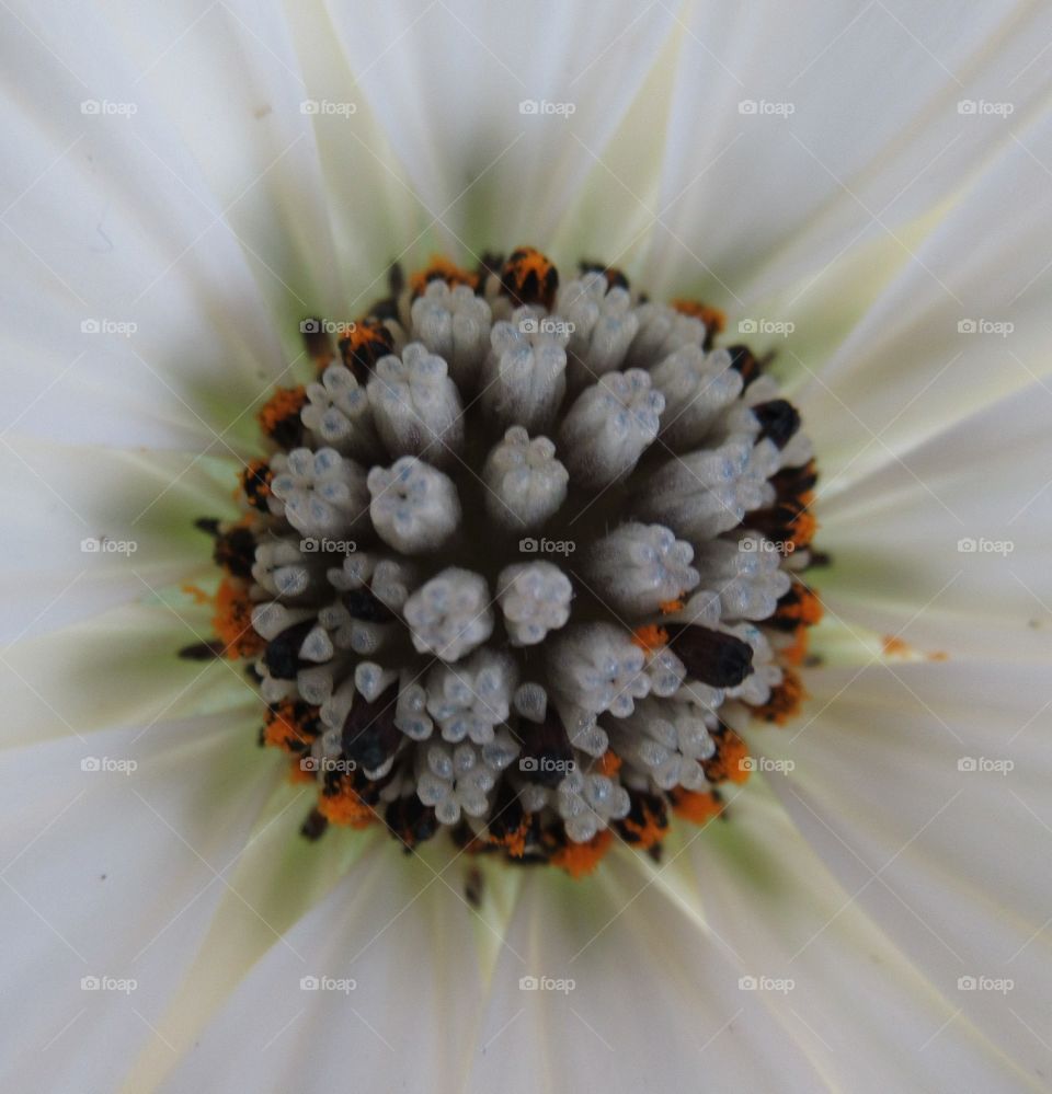 Stamen on a white osteospermum plant in  macro which shows every little detail with tiny orange pollen around outer side of stamen and white petals