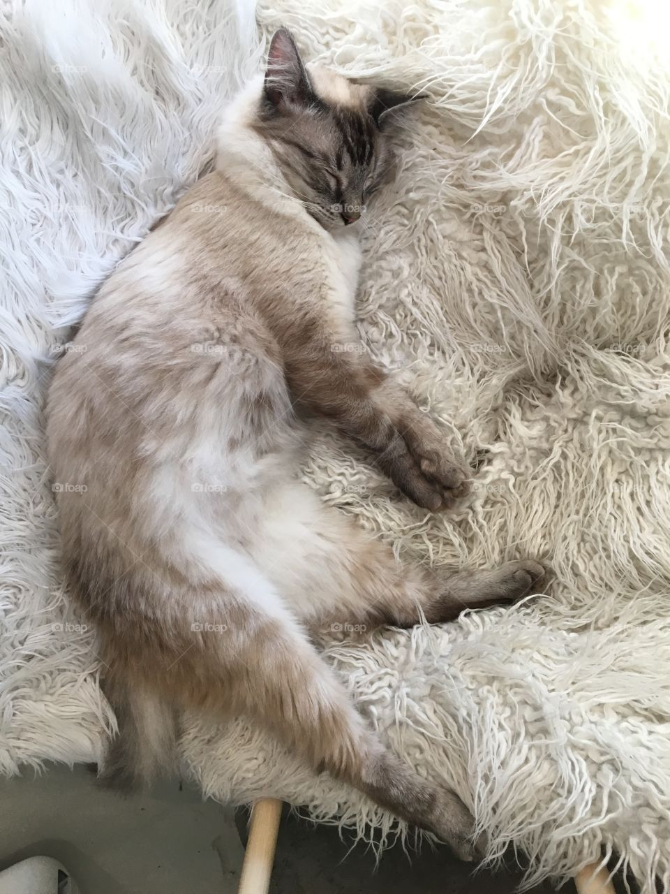 A beautiful furry cat, on his soft furry rug, in his dream world, oblivious to the world. 