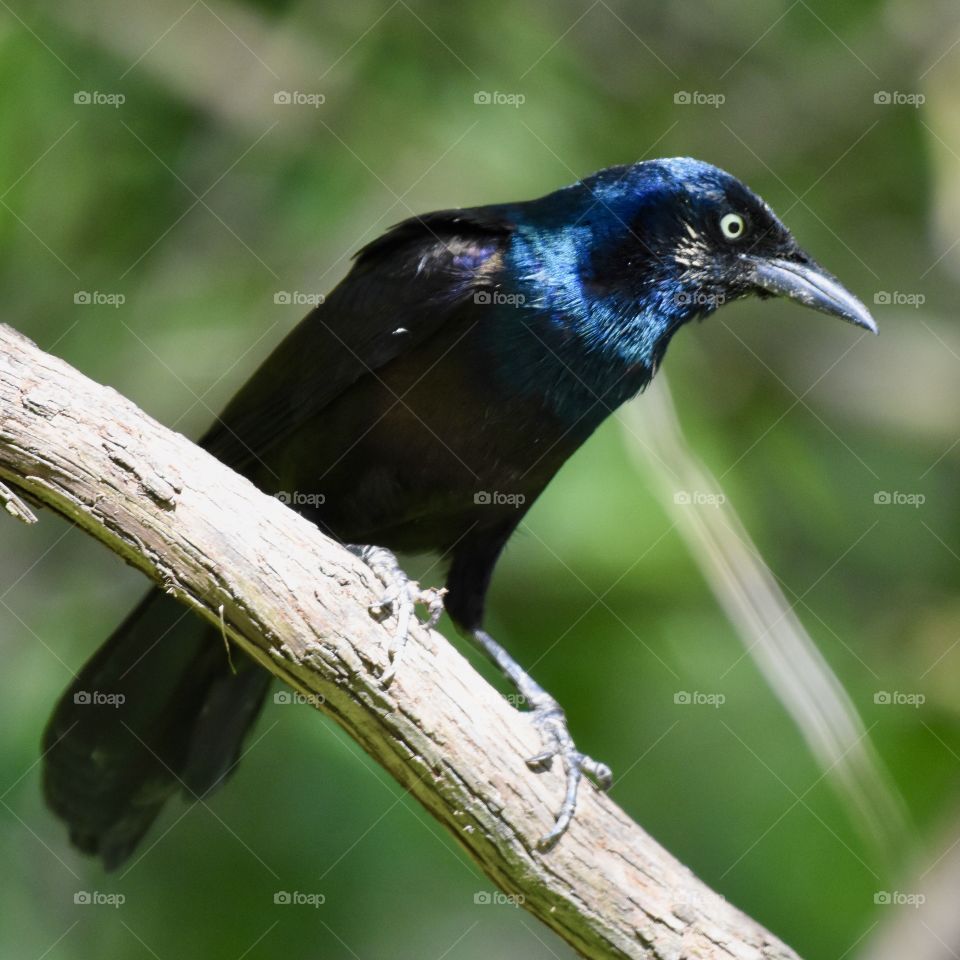 Grackle on a branch