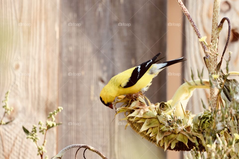 Goldfinch 