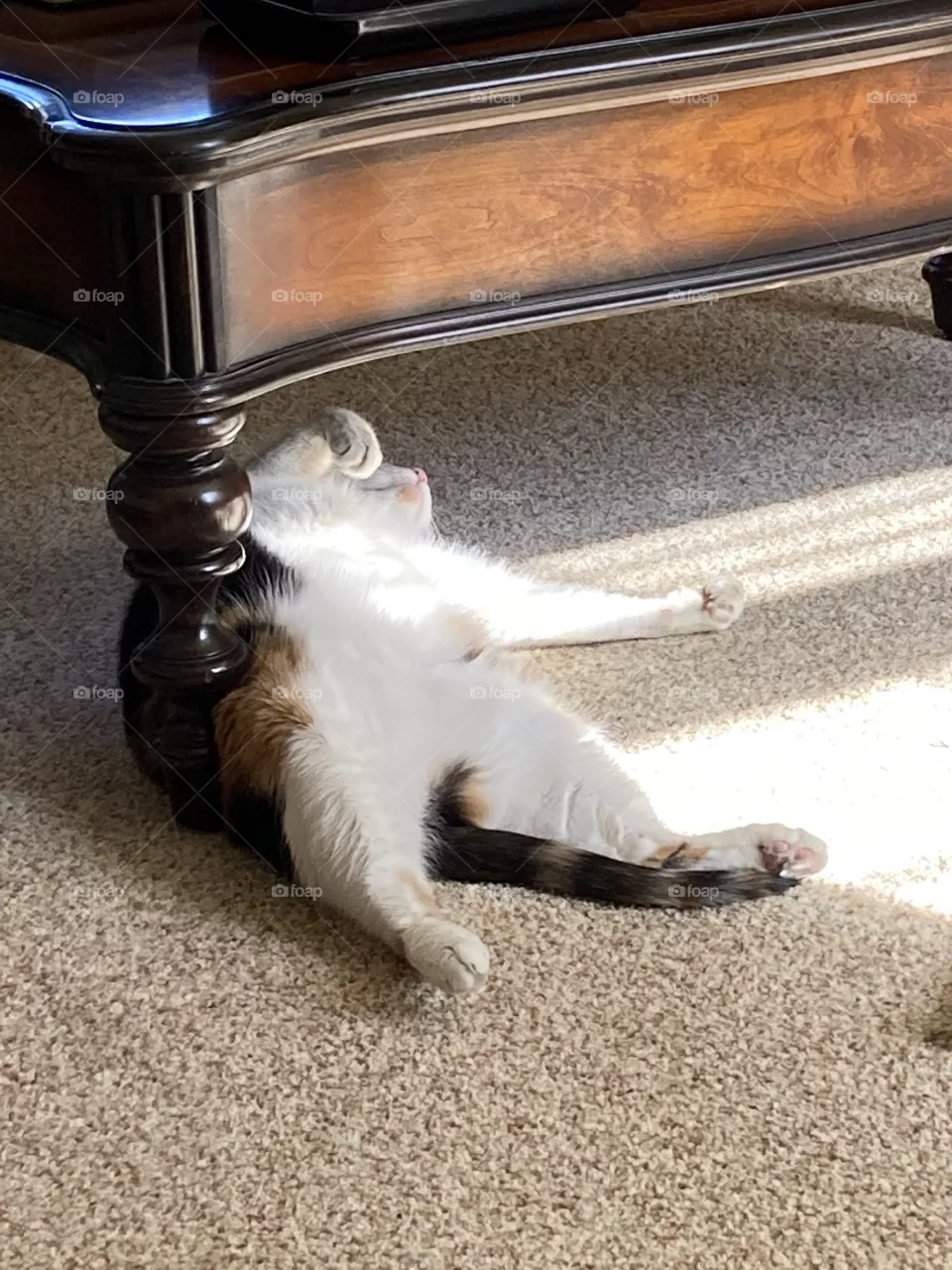Sunlit napping spot 