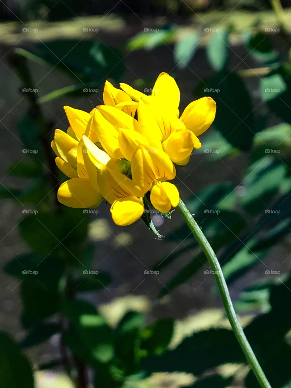 Sunny
