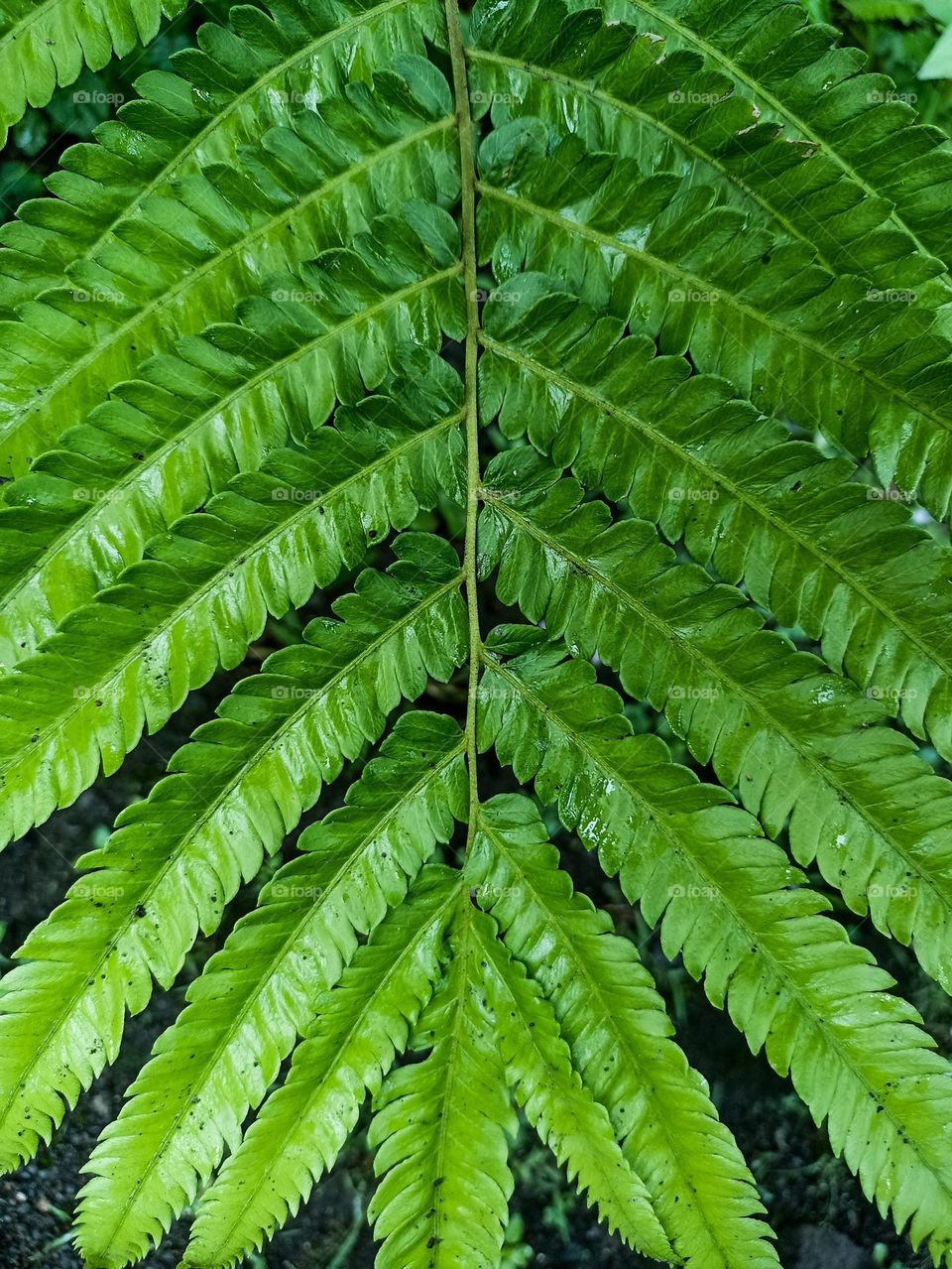 Close-up view of fresh, green fern leaves with clear texture. The leaves are large, symmetrical, and appear wet, perhaps from rain or dew