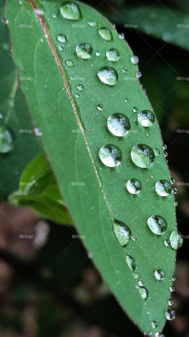 rain drops