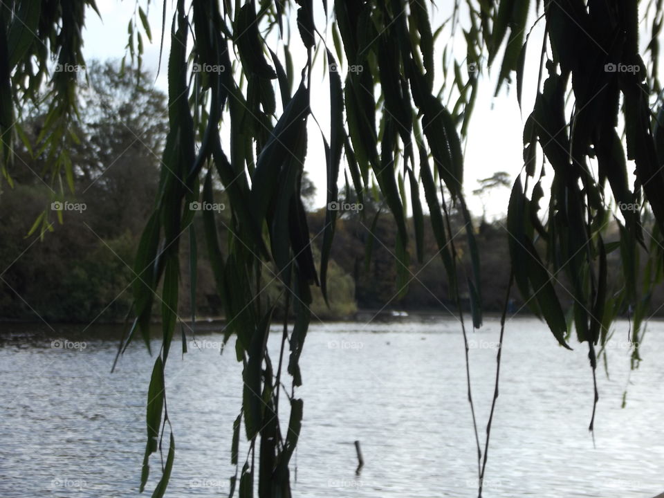 Lake Beyond Leaves