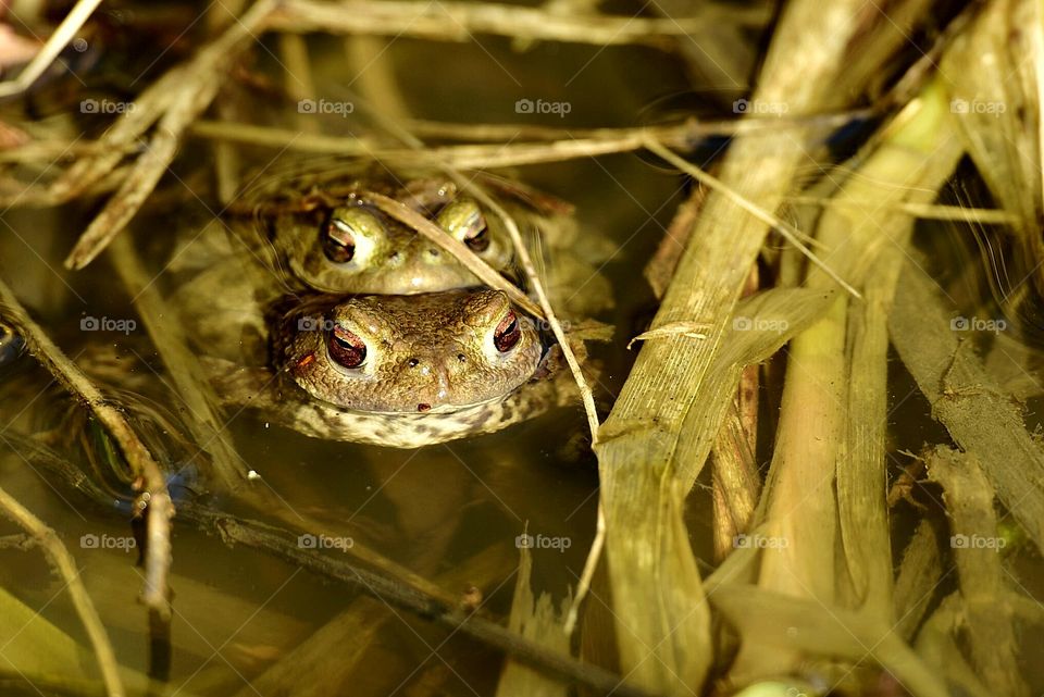 Springtime in the rushes