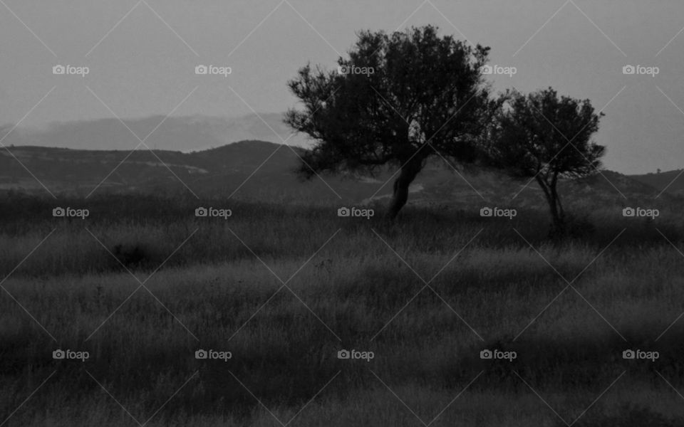 Pastoral scenery with olive trees