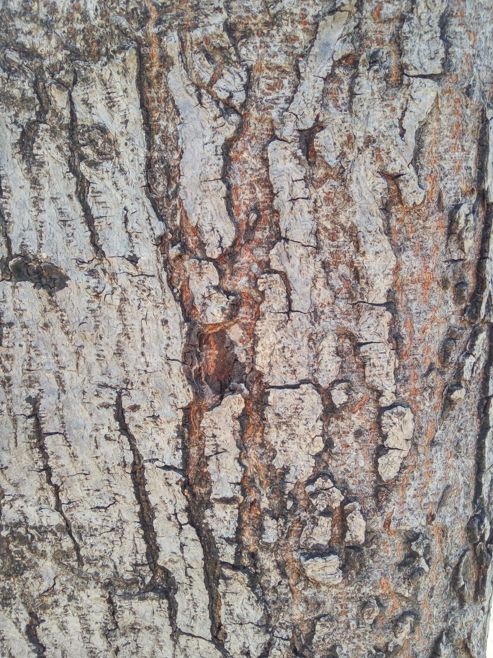 crack wood surface