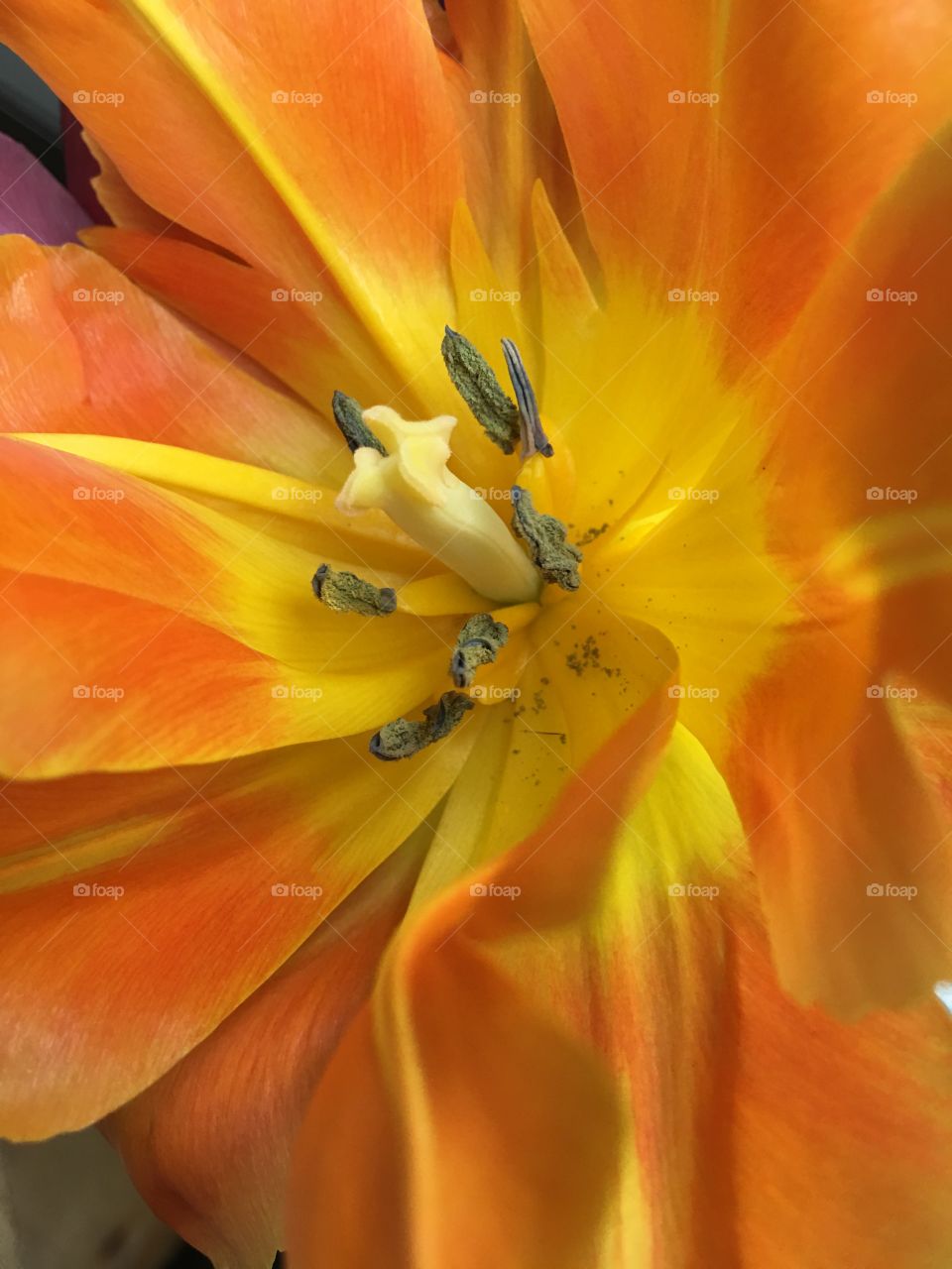 Orange Tulip flower petals closeup flowerhead full frame with stamen and pistle 