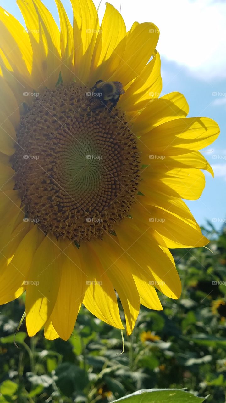 Black and yellow bumblebee on a yellow sunflower on a sunny summer day.