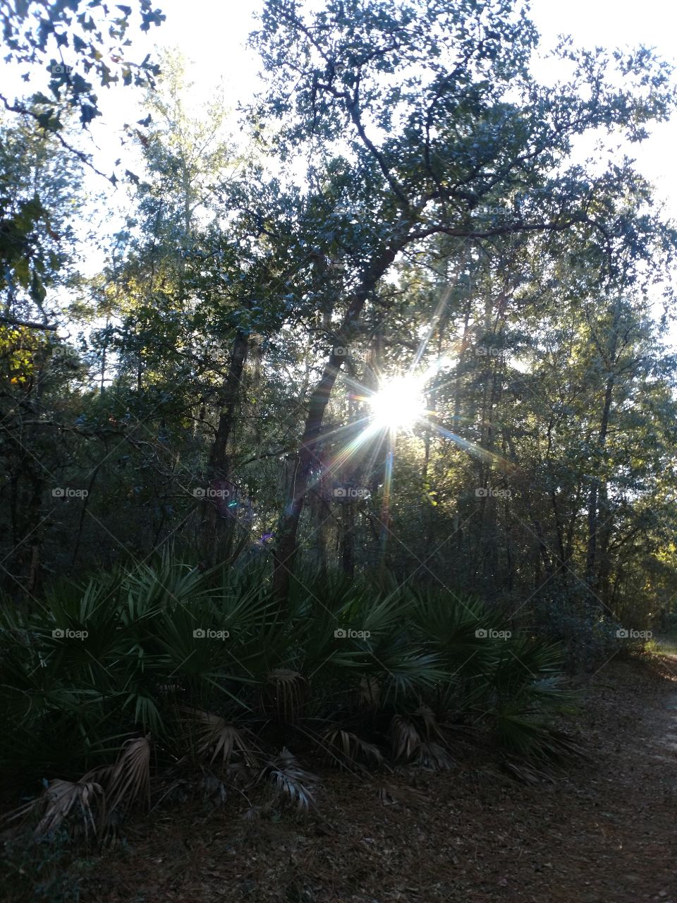 woods, nature, sunlight, Beautiful