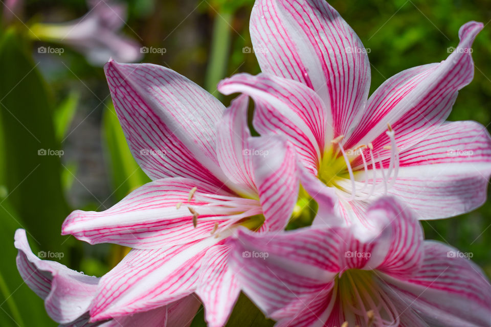 Close up of Beautiful Amaryllis Flower, Nature Background