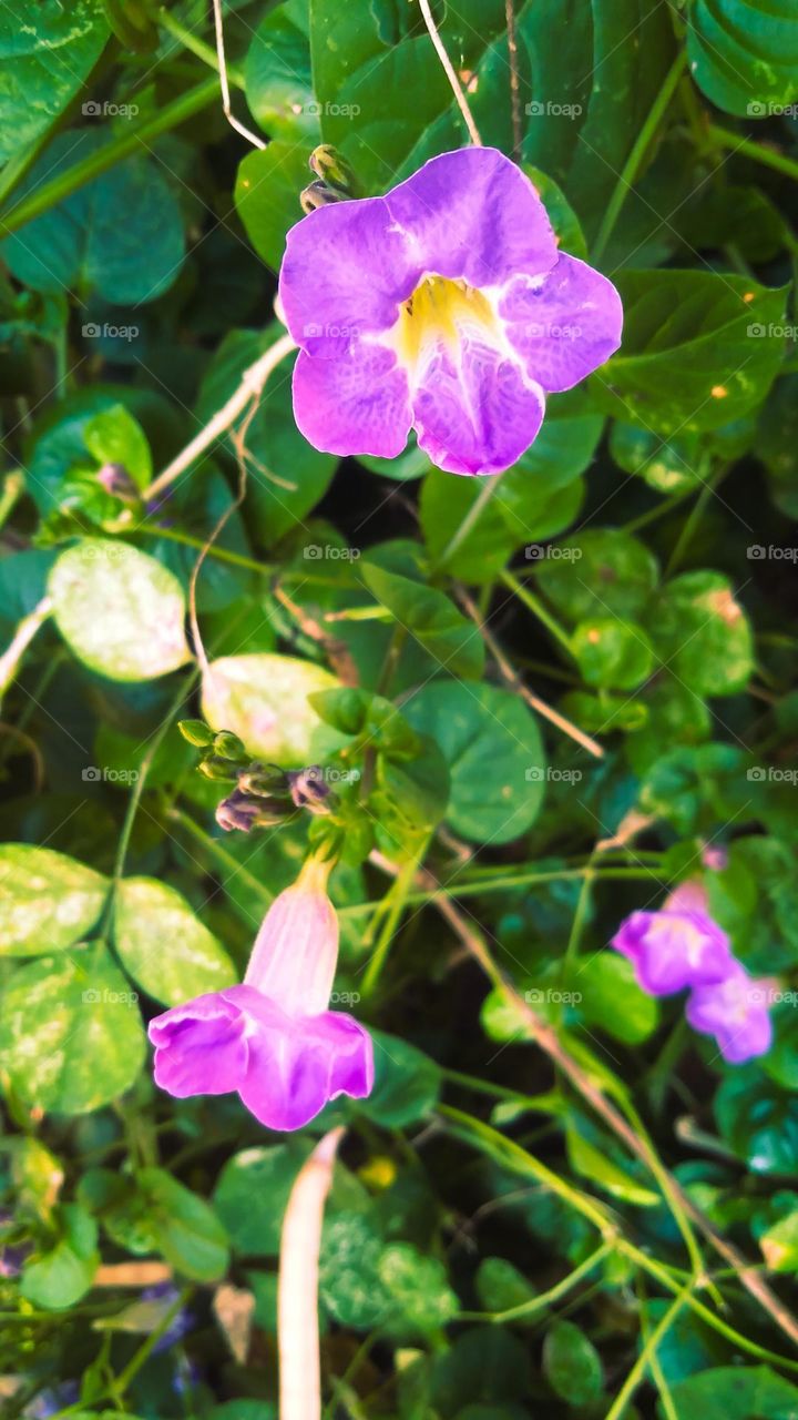 Beautiful violet colored flower