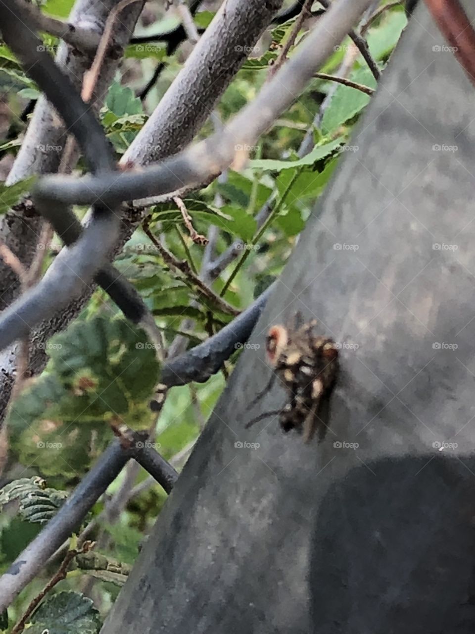 The spider who ate the fly