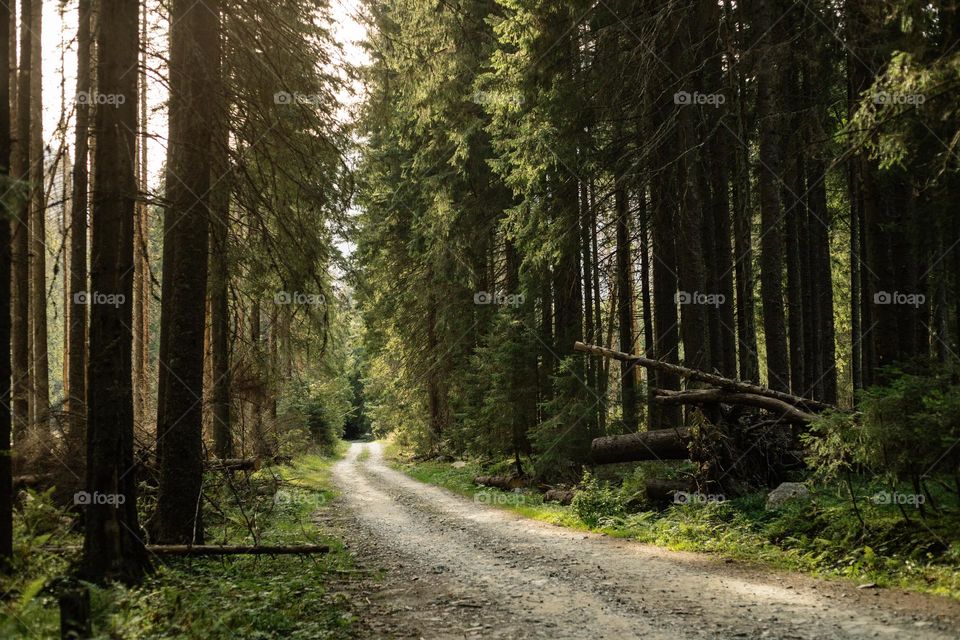 Beautiful forest in the mountains at sunset time, with a countryside road crossing it.