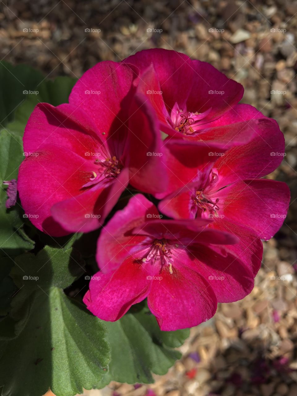 This perfectly formed “Baloo’ variety striking plant, is for me displaying true horticultural perfect here.