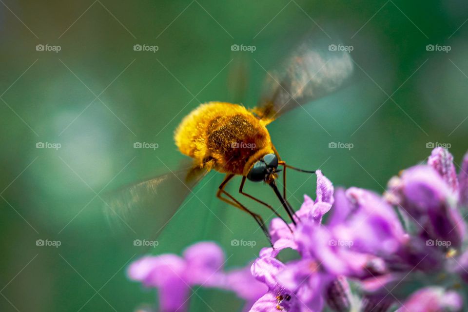 A wasp flying at flower